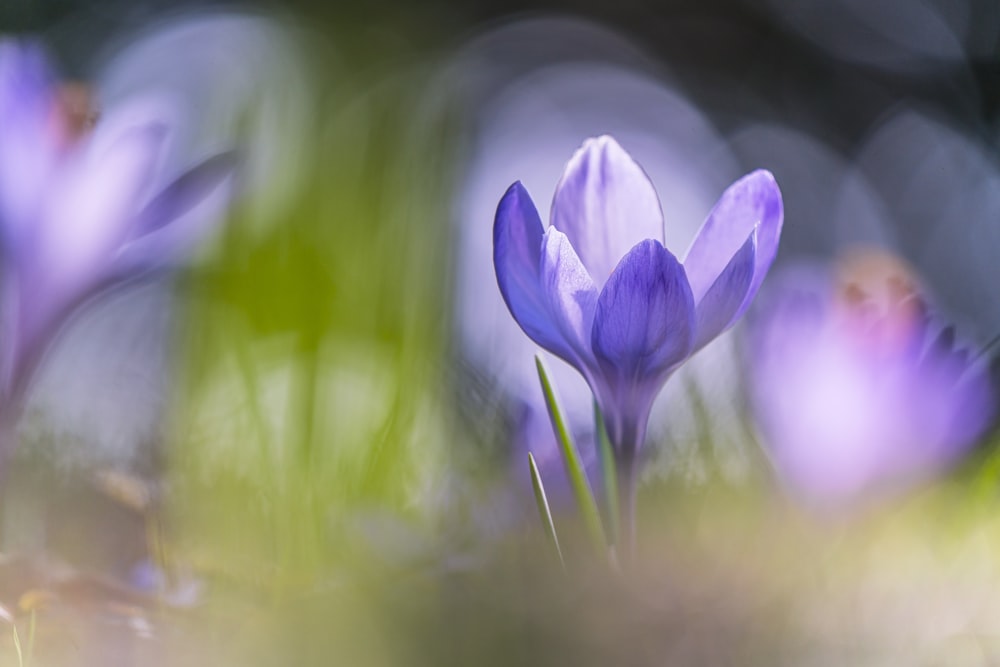 昼間に咲く紫色のクロッカスの花