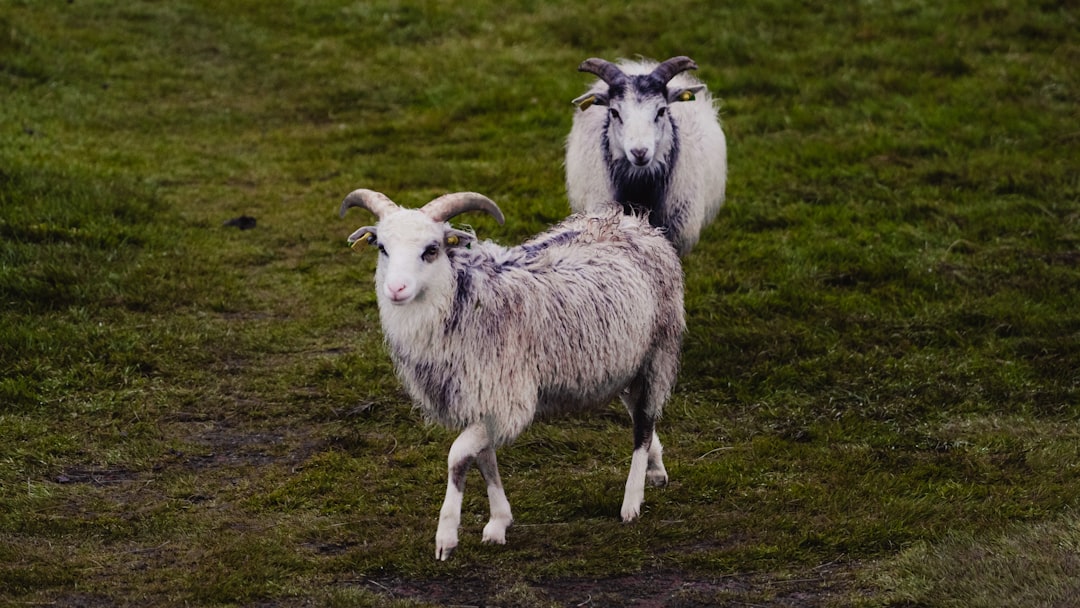 travelers stories about Wildlife in Runde, Norway