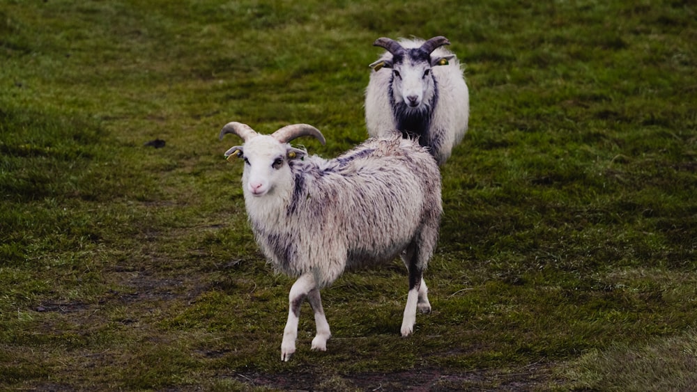 group of sheep on green grass field during daytime