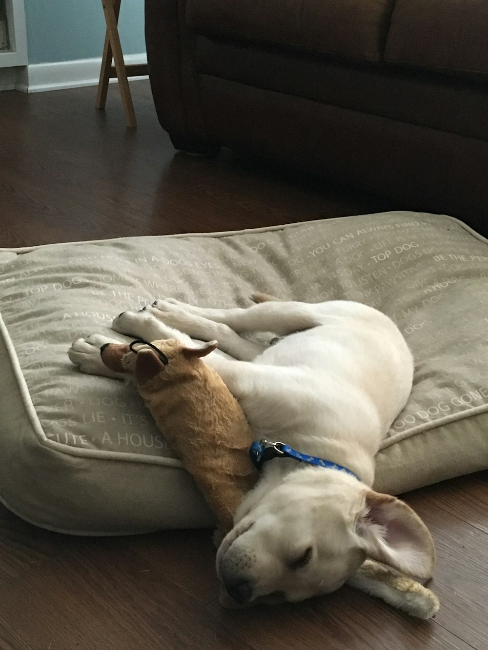 brown short coated dog lying on gray couch