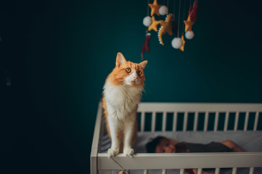 orange-weiße Tabby-Katze auf weißer Holzkrippe
