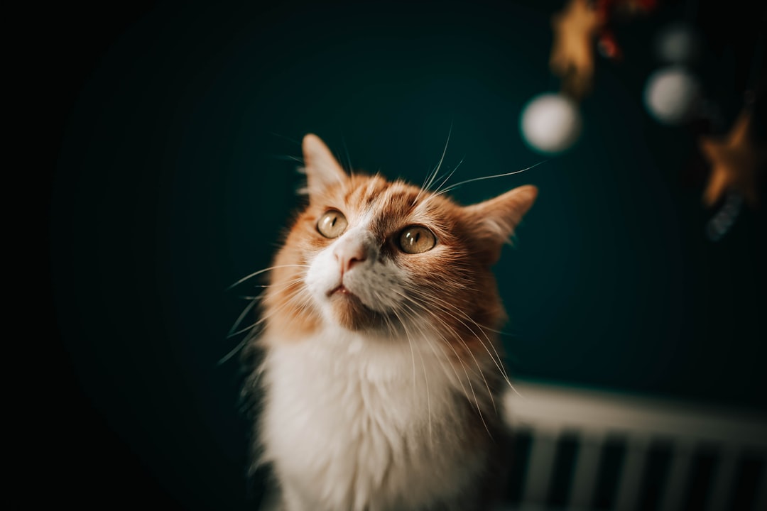 orange and white tabby cat