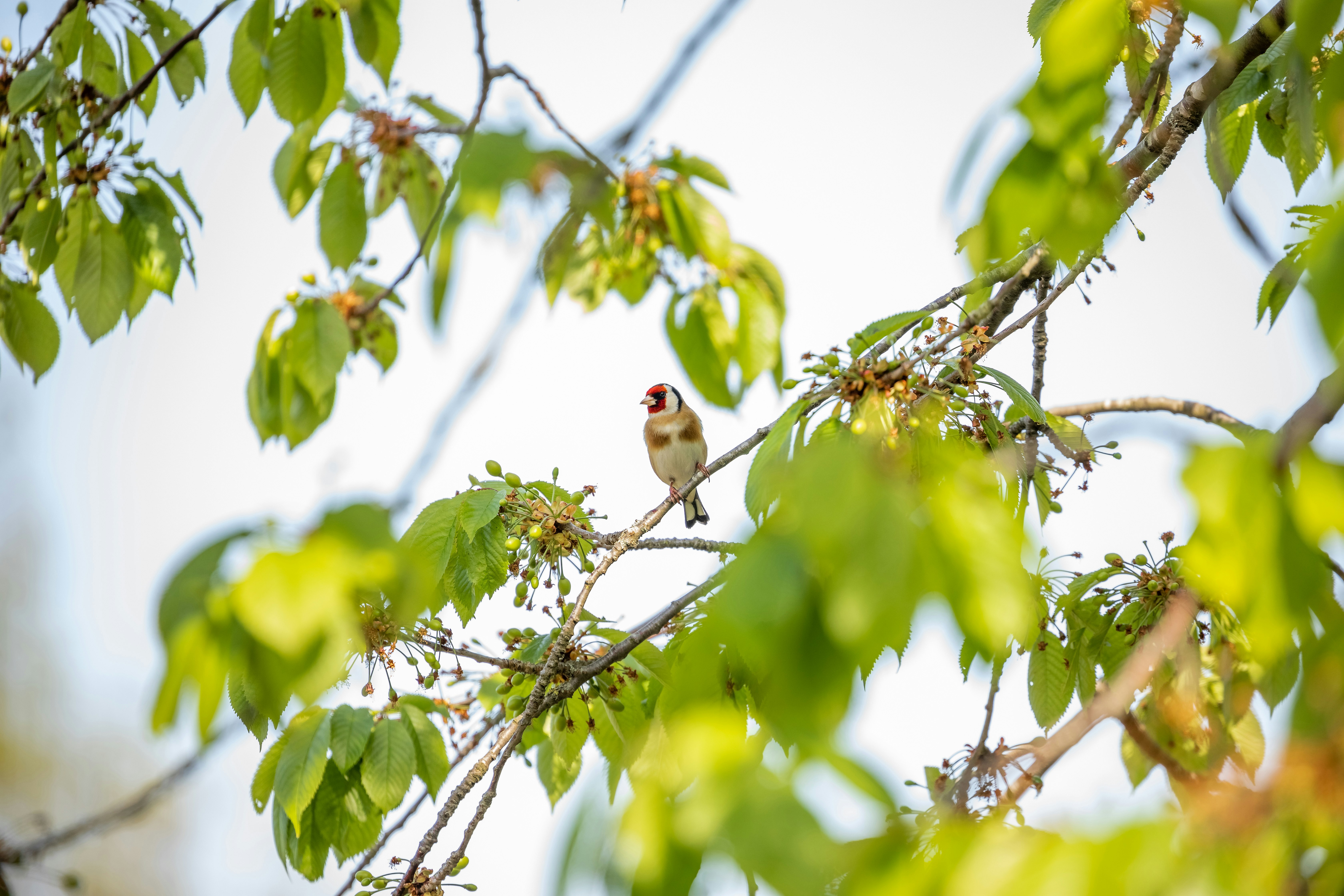 white and brown bird on tree branch during daytime