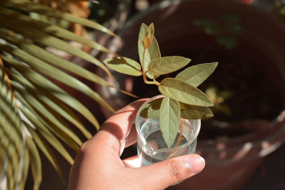 green leaves in clear glass jar
