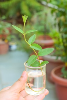 A hand is holding a small clear glass beaker containing a plant cutting submerged in water. The plant has green leaves and appears to be healthy. In the background, there are several potted plants and blurred greenery, suggesting a garden setting.