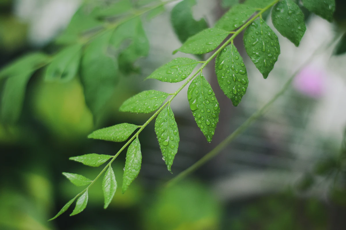 Curry Leaf Kadi Patta India — Kitchen Garden Essential Guide