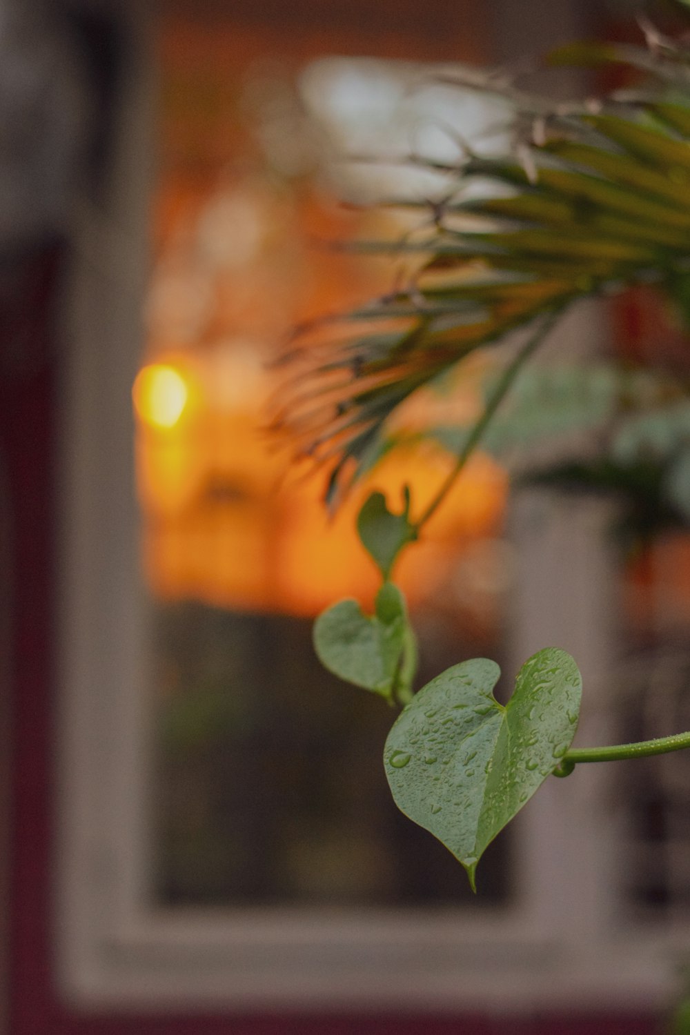 green leaf plant in close up photography