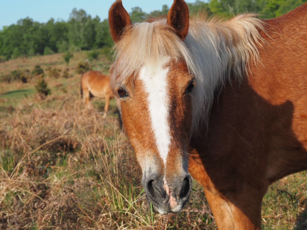 brown and white horse on green grass field during daytime