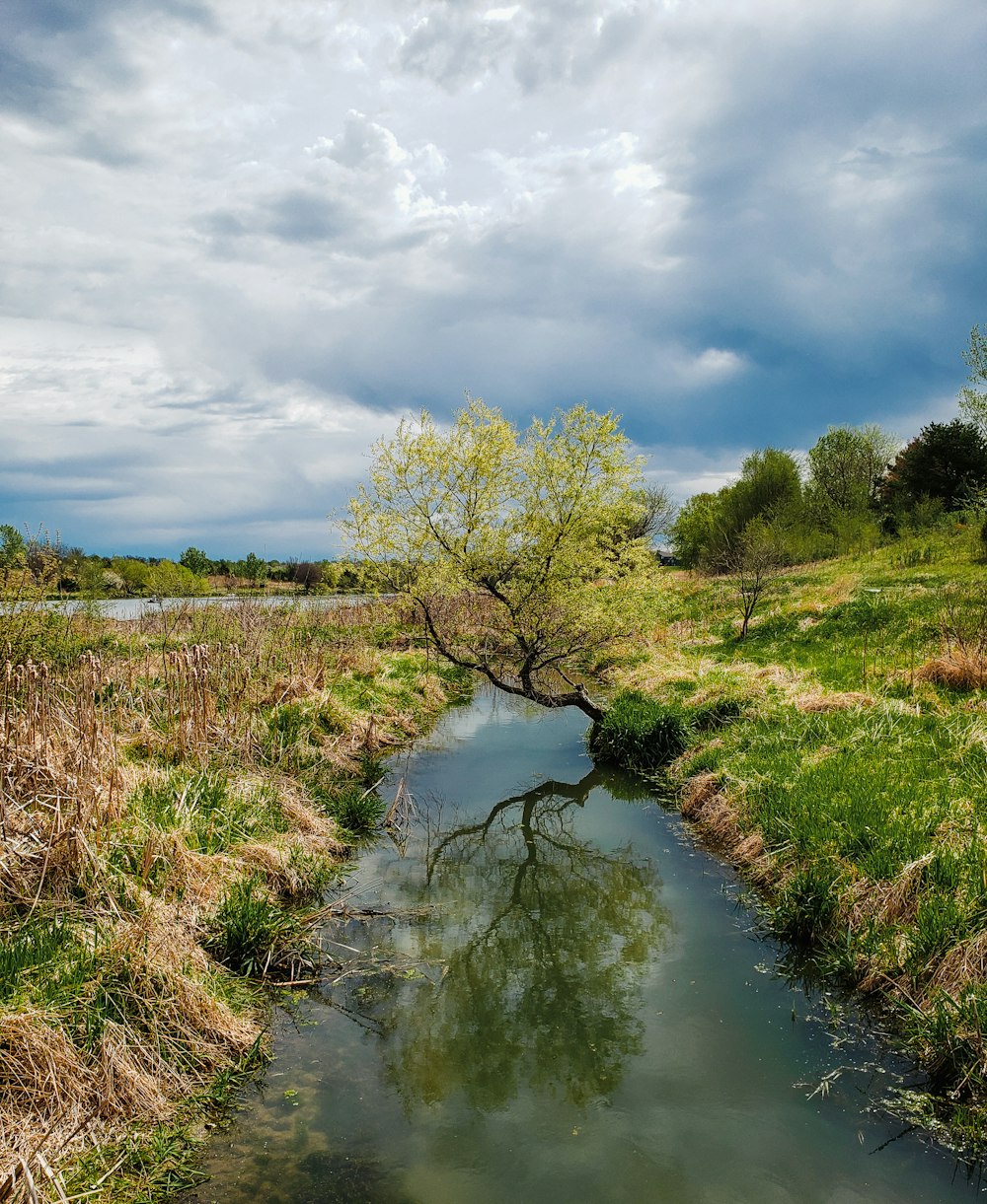 緑豊かな野原を流れる小川