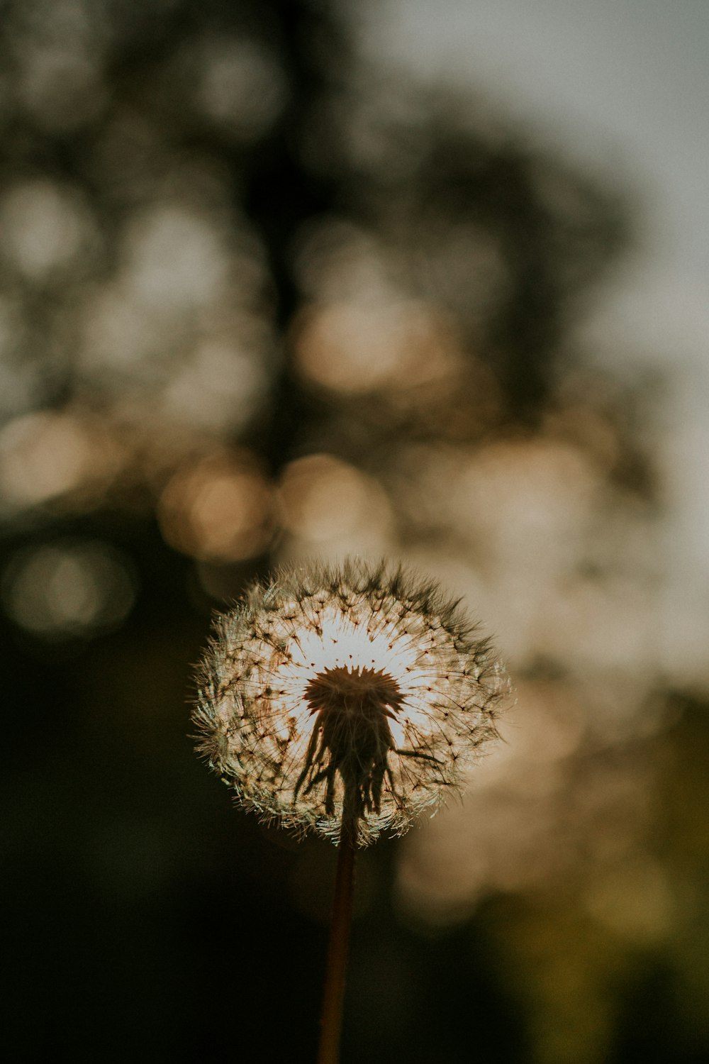 white dandelion in close up photography