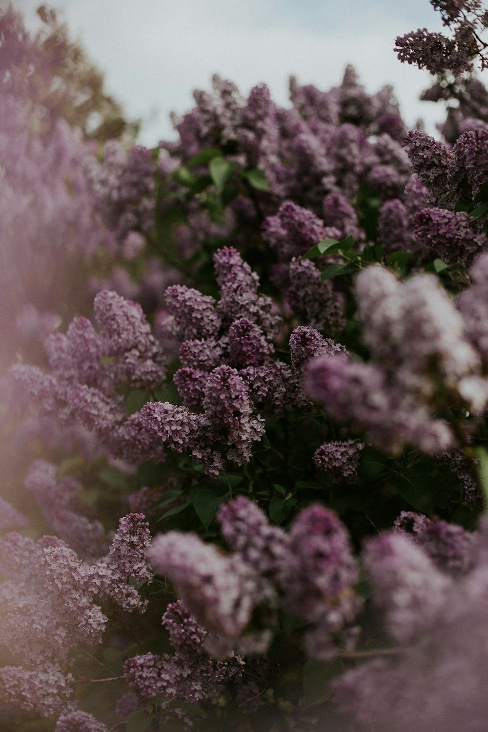 purple flowers in tilt shift lens