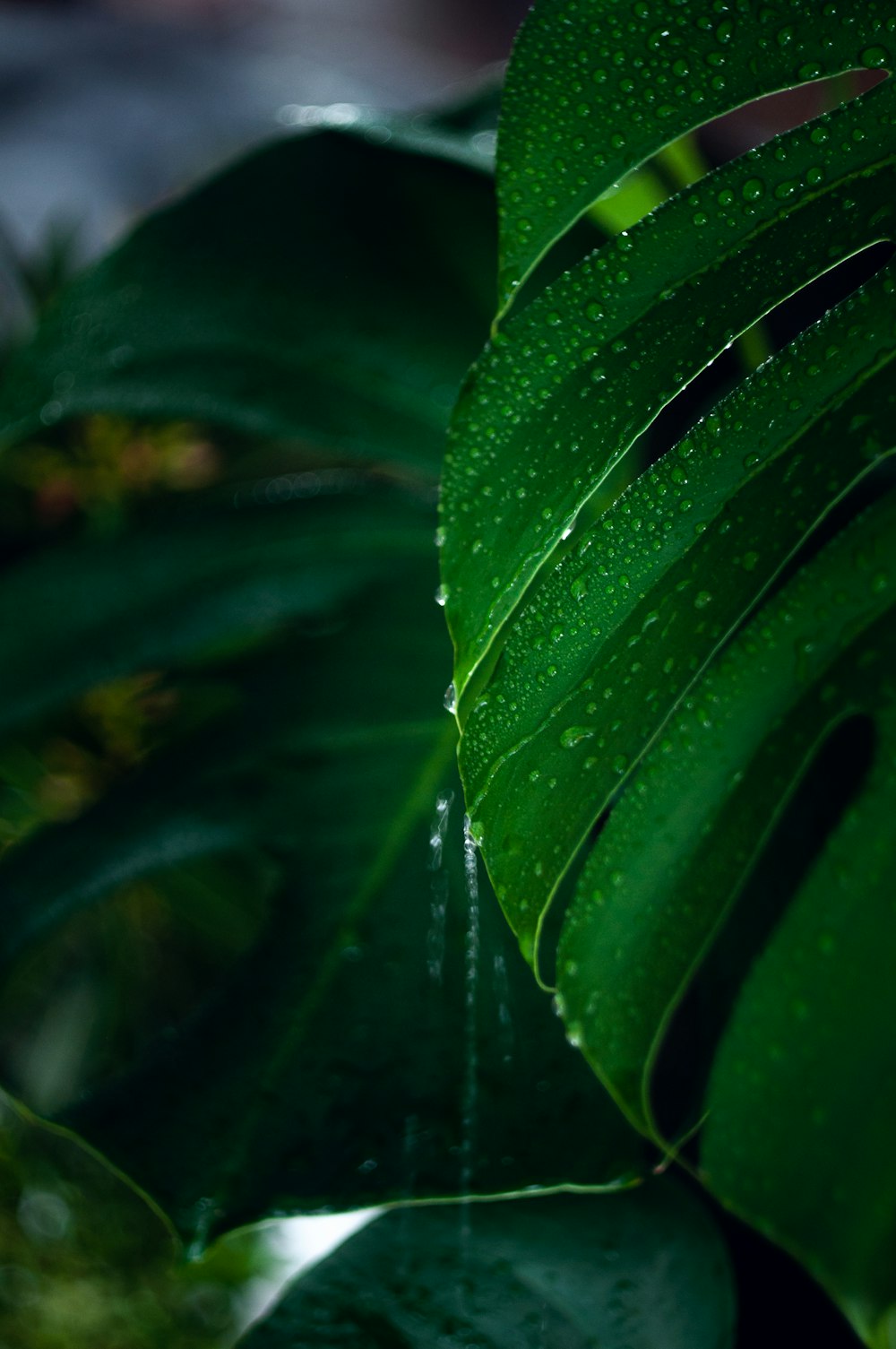 green leaf plant in close up photography