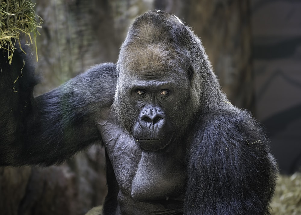 black gorilla on brown tree branch during daytime