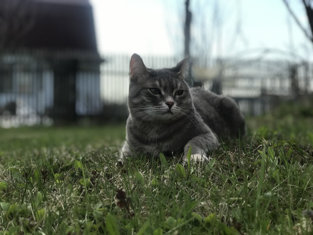 silver tabby cat on green grass during daytime