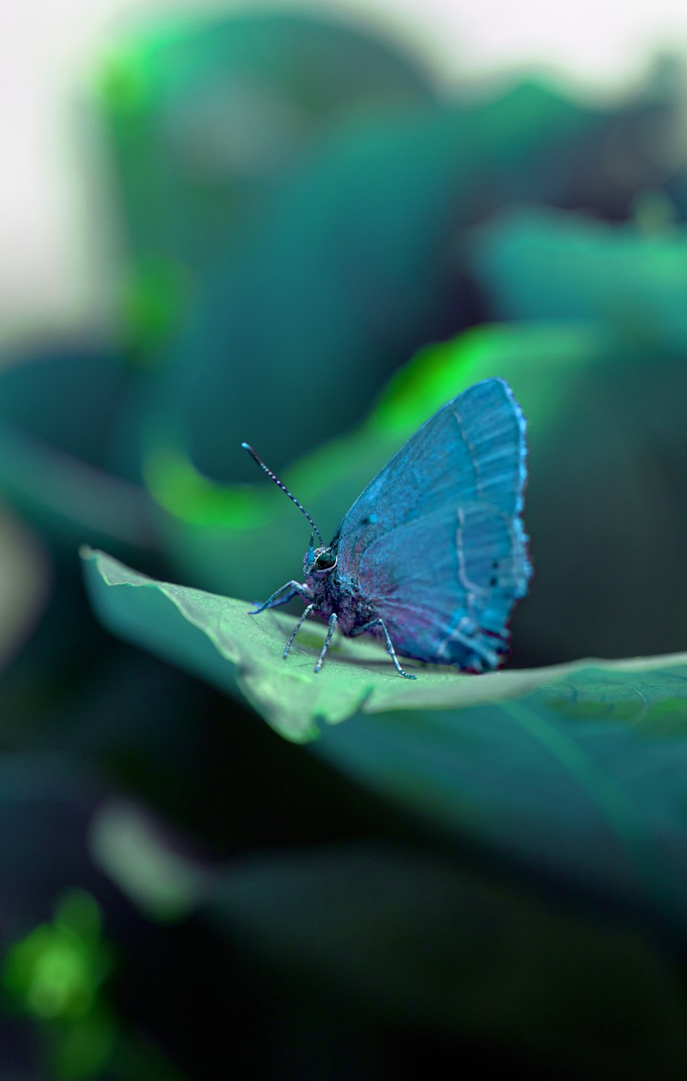 blue and white butterfly on green leaf