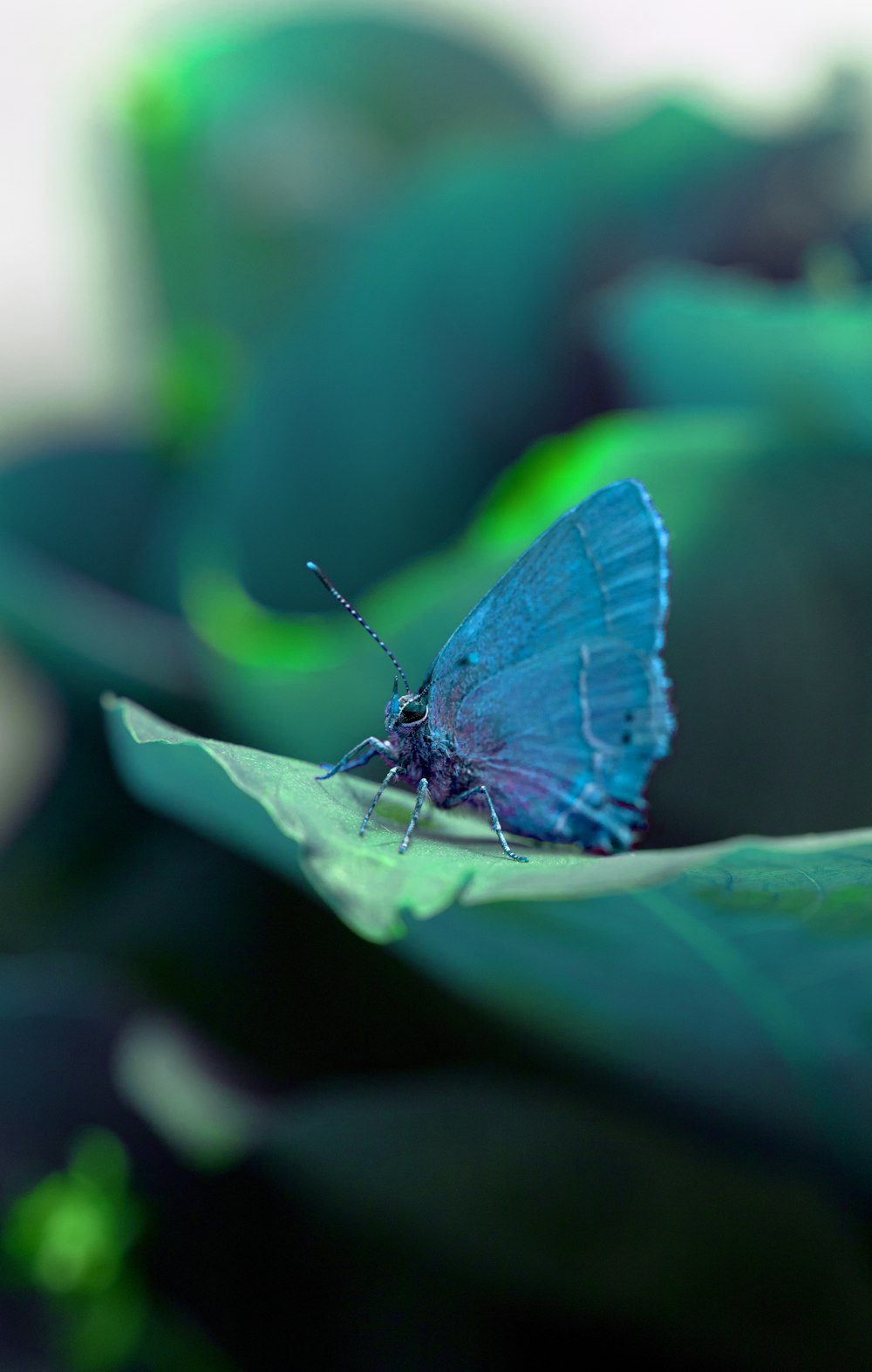 farfalla blu e bianca su foglia verde