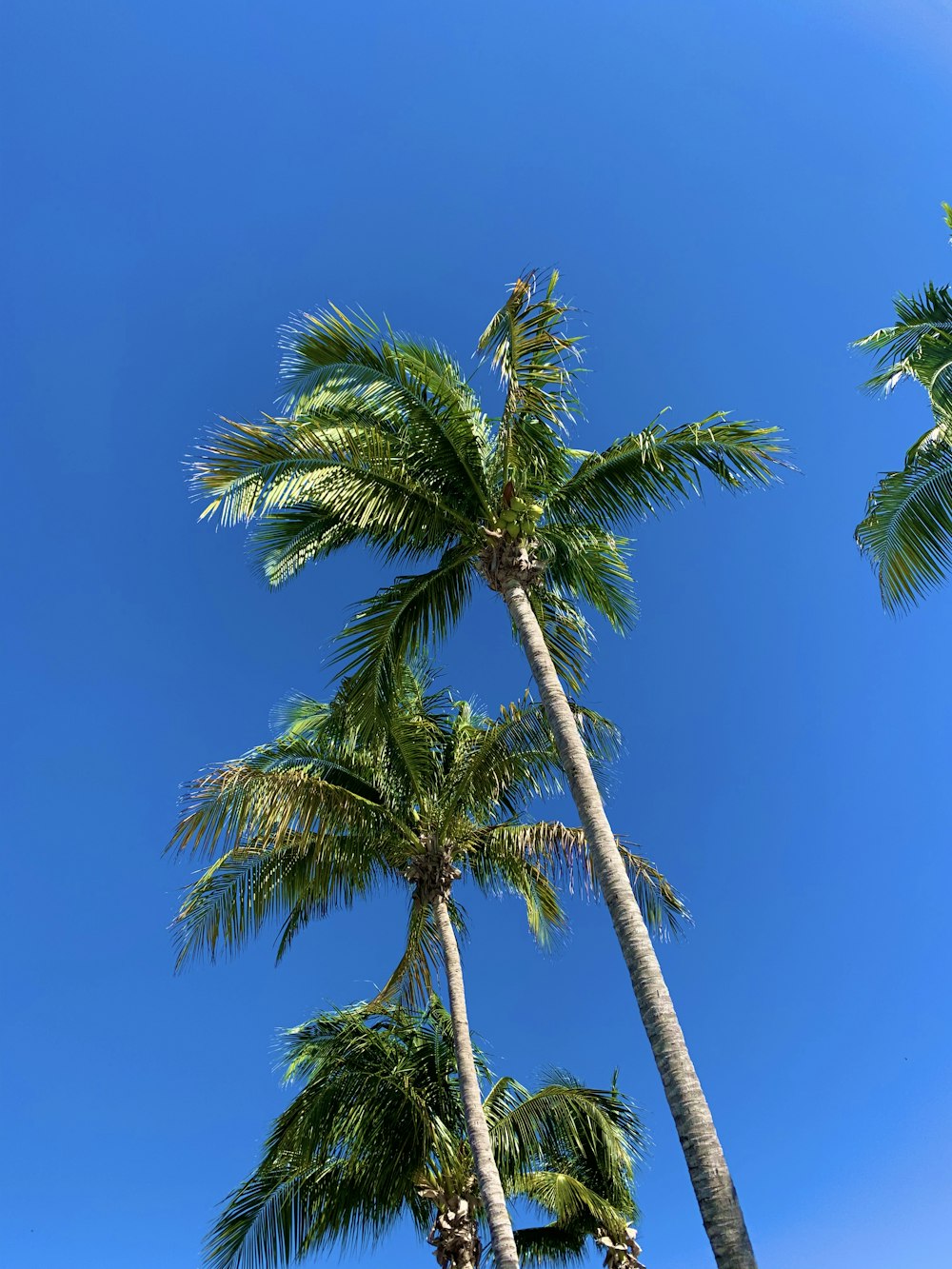 green palm tree under blue sky during daytime