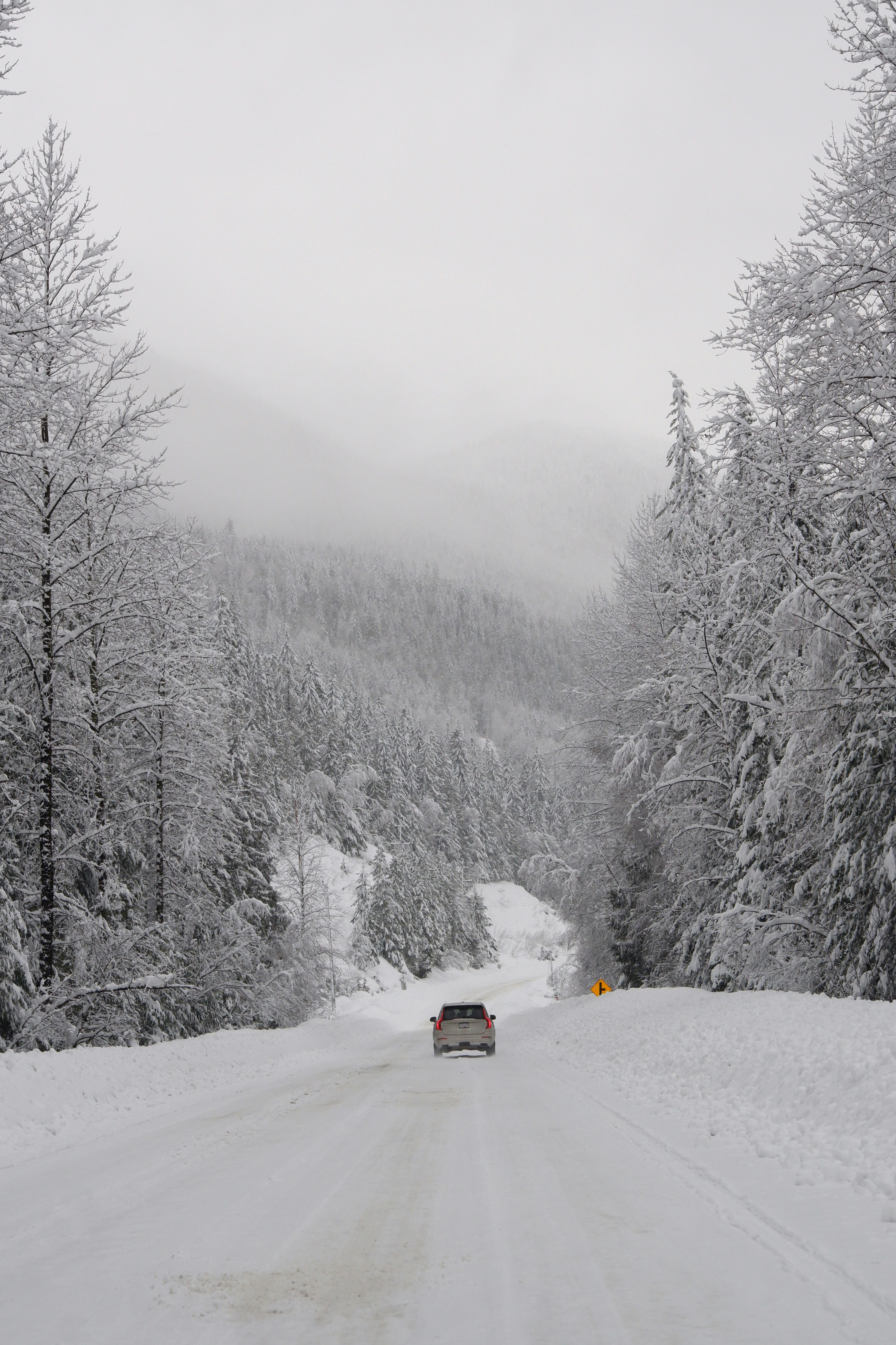 snow covered trees and house during daytime