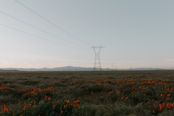 red flowers on green grass field under white sky during daytime
