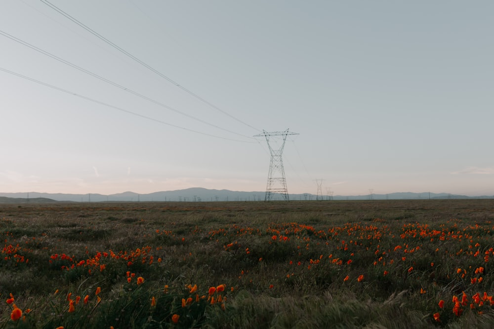 red flowers on green grass field under white sky during daytime