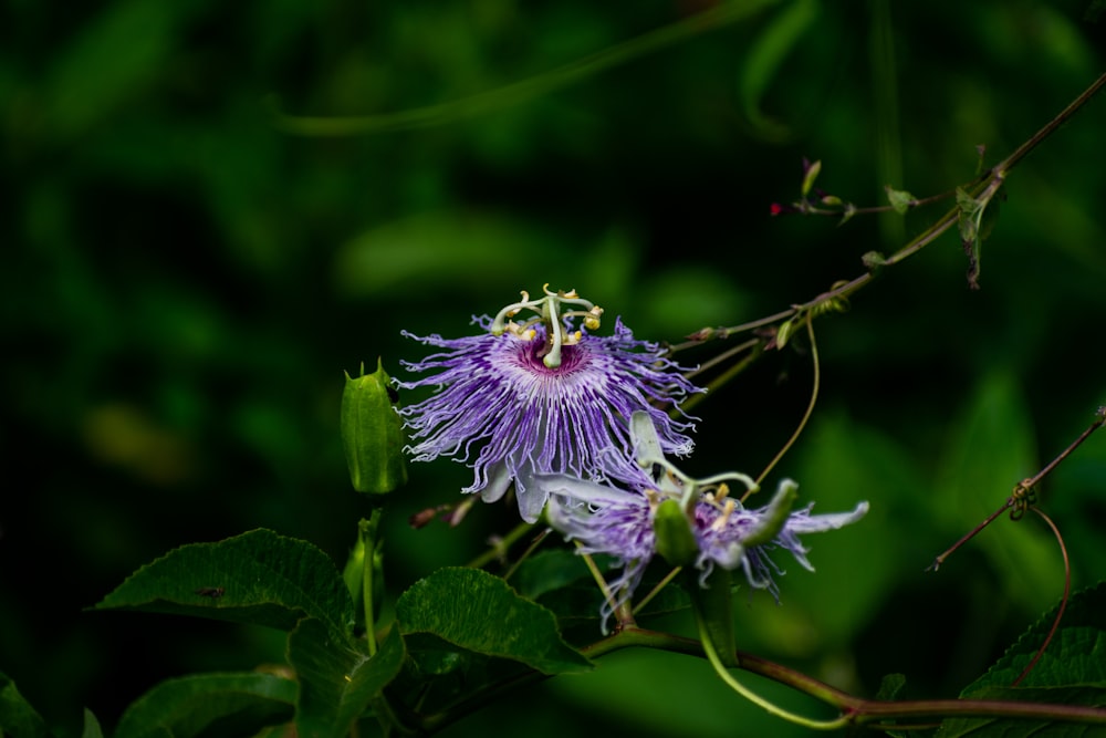 flor púrpura en lente de cambio de inclinación