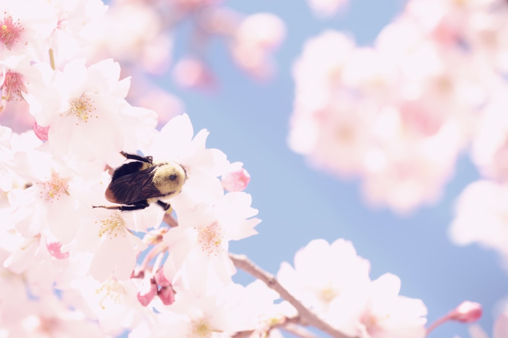 black and yellow bee on white flower