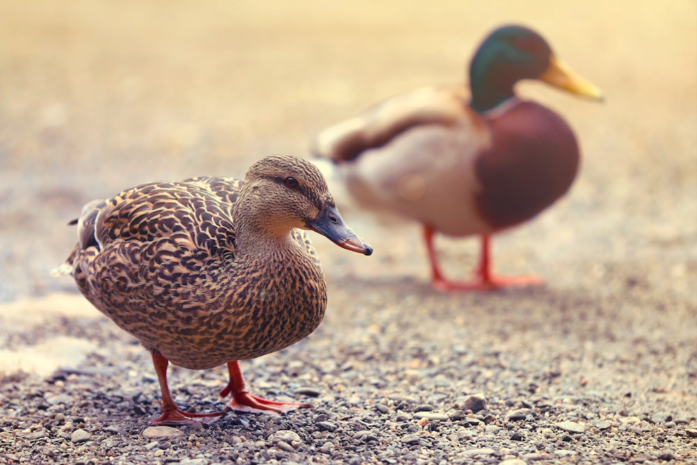 brown and white duck on gray and brown ground during daytime