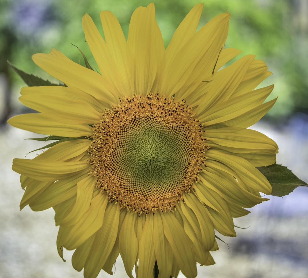 yellow sunflower in close up photography