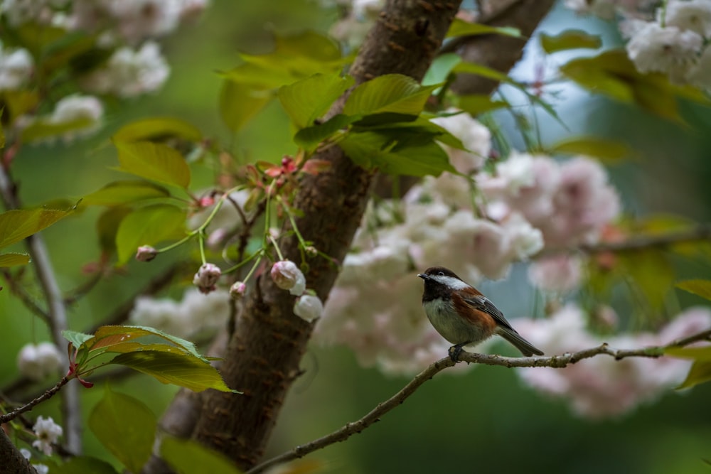 oiseau blanc et noir sur la branche d’arbre pendant la journée