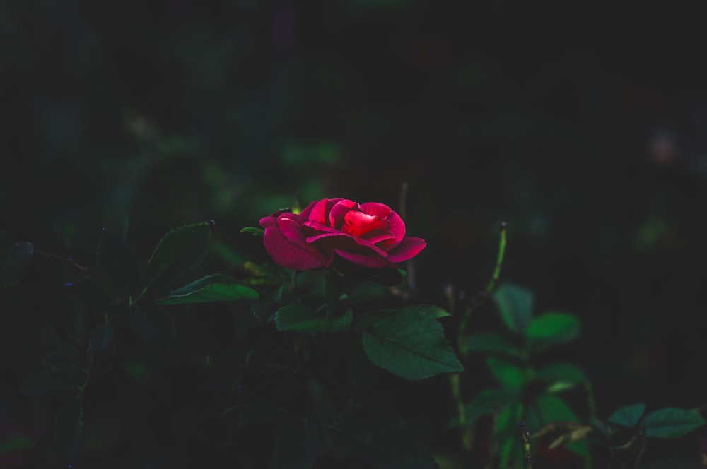 Rote Rose blüht tagsüber