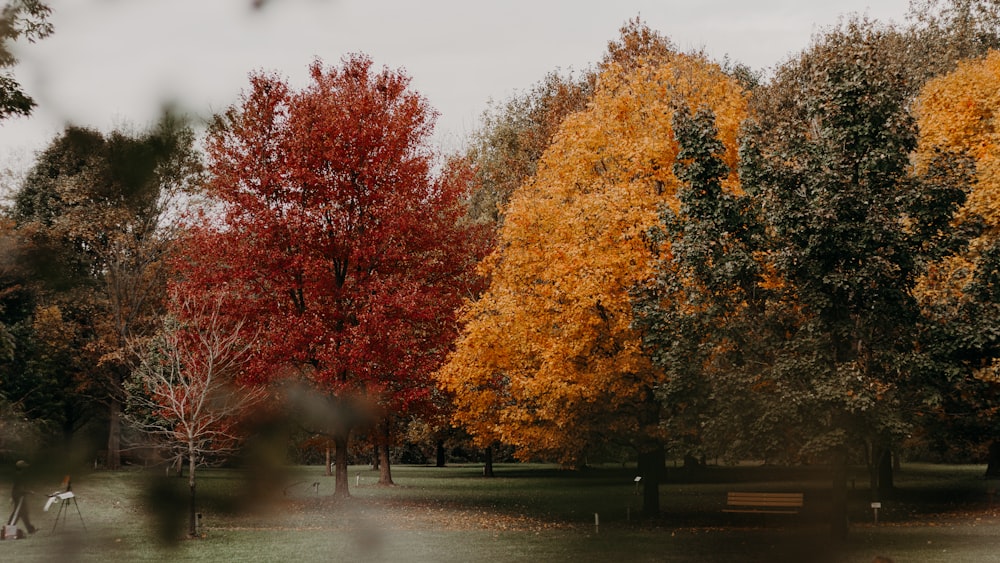 brown trees on gray concrete ground during daytime