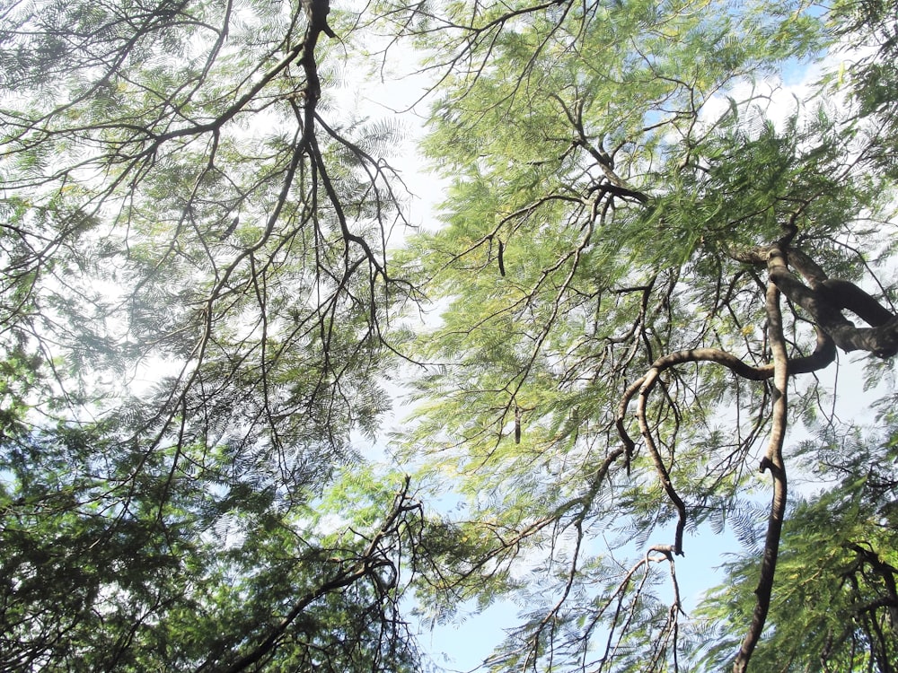 green leaf tree during daytime