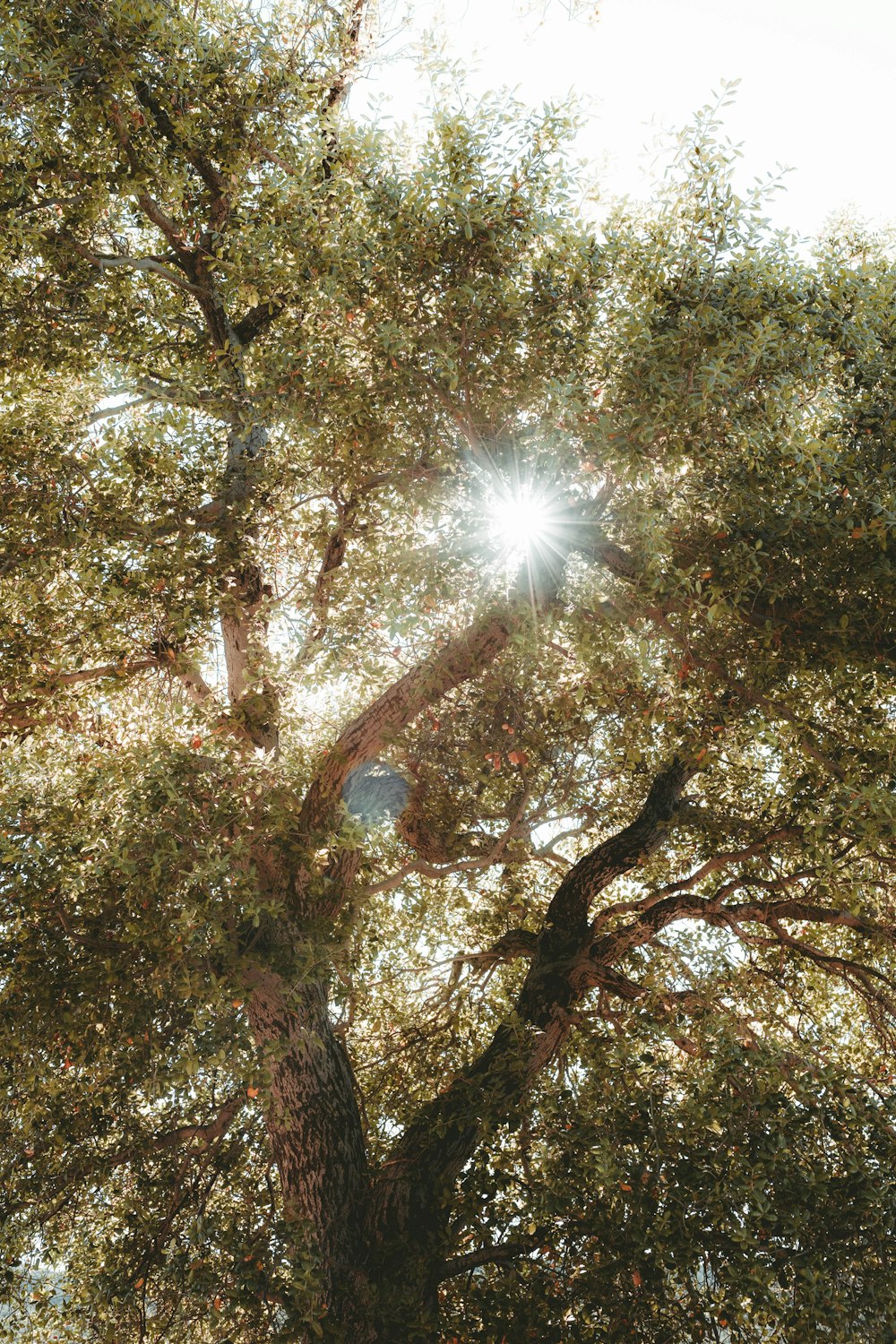 green and brown trees during daytime