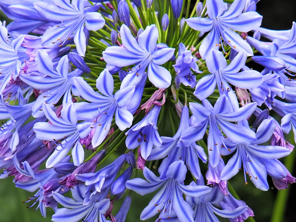 fleurs violettes dans l’objectif macro