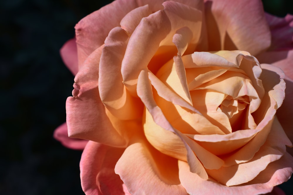 pink and yellow rose in bloom close up photo