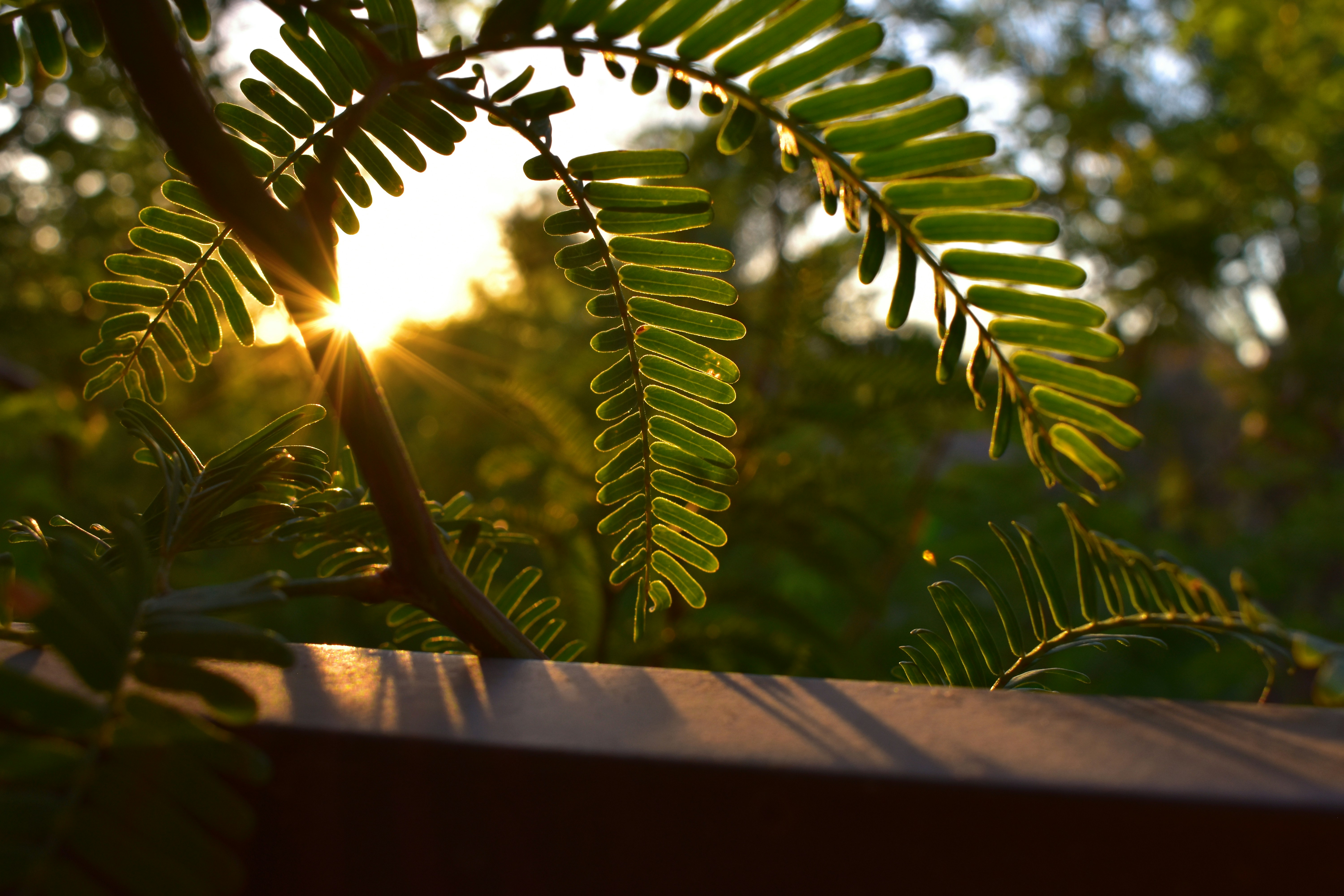 Moonarch header image