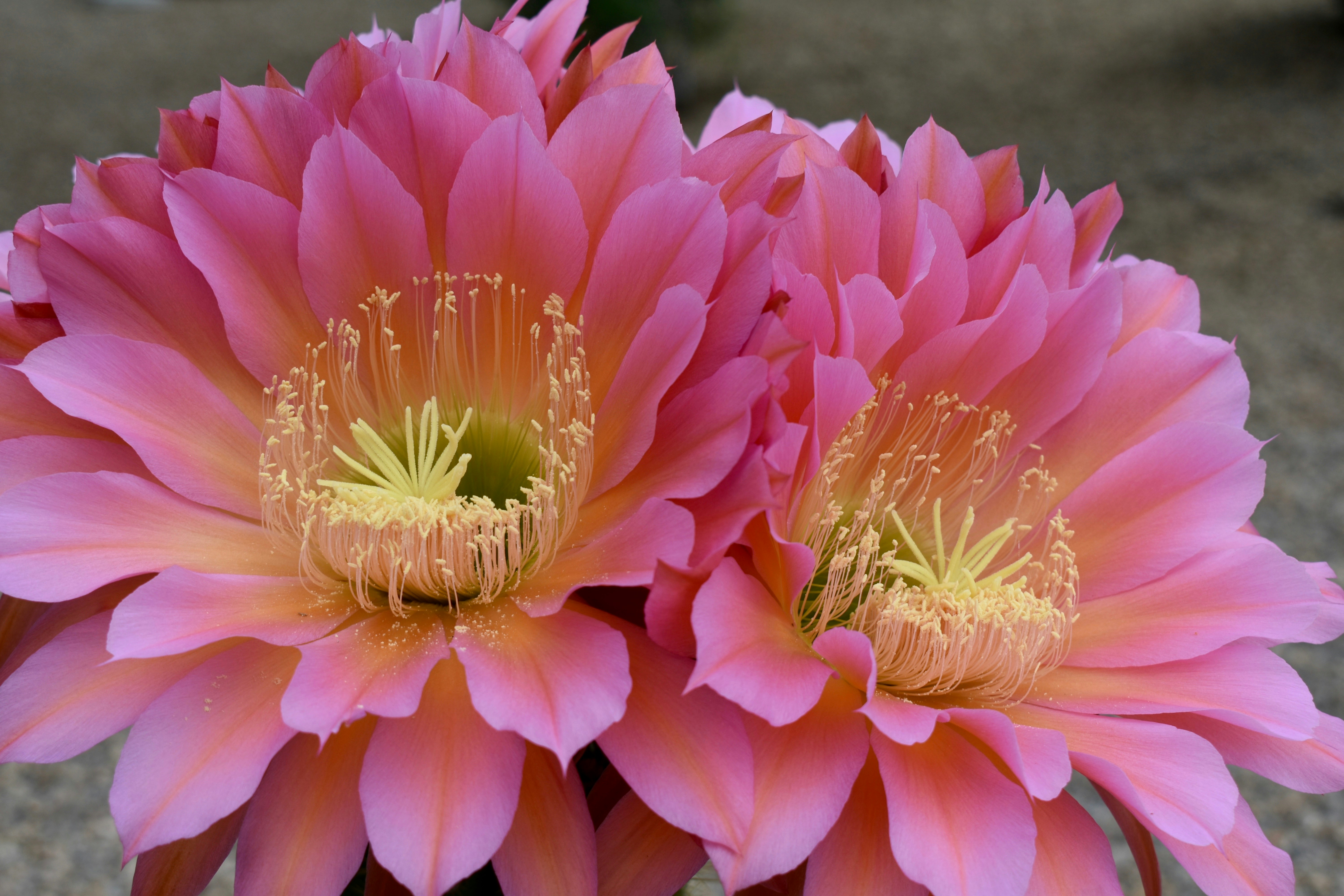 Ехінопсис — Echinopsis oxygona