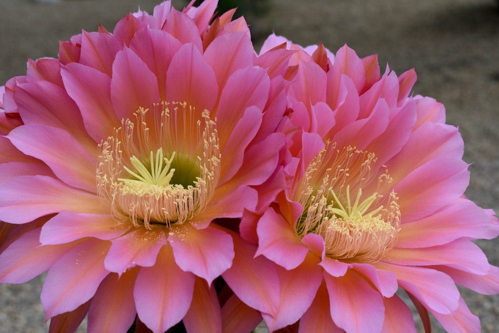 pink flower in macro shot