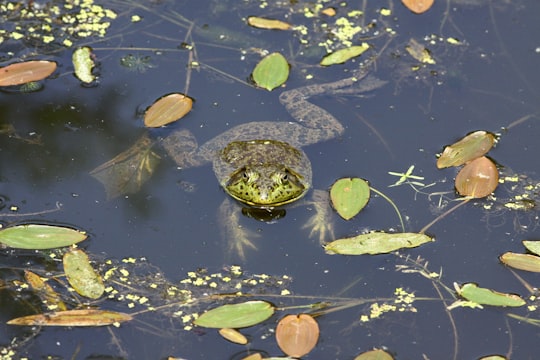 green and brown frog on water in Langley Canada