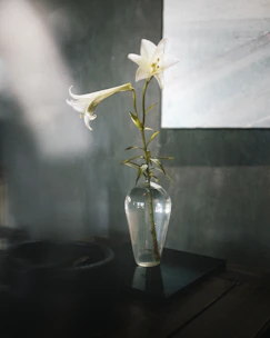 Elegant white lilies arranged in a tall glass vase with soft natural lighting.