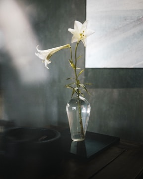 Clear transparent glass vase with a single white lily on a windowsill