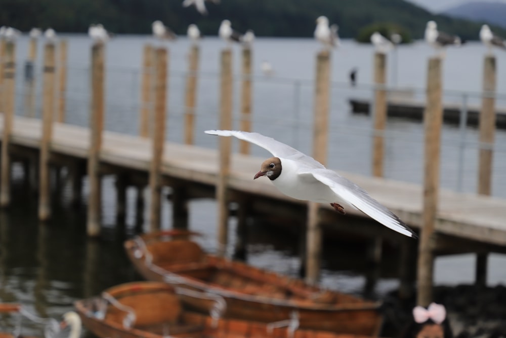 white bird flying over brown wooden boat during daytime