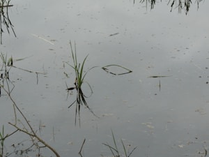 A calm body of water with various green plant stems protruding from the surface. Reflections of the surrounding foliage add softness to the scene. Small debris floats throughout, creating a natural and serene environment.
