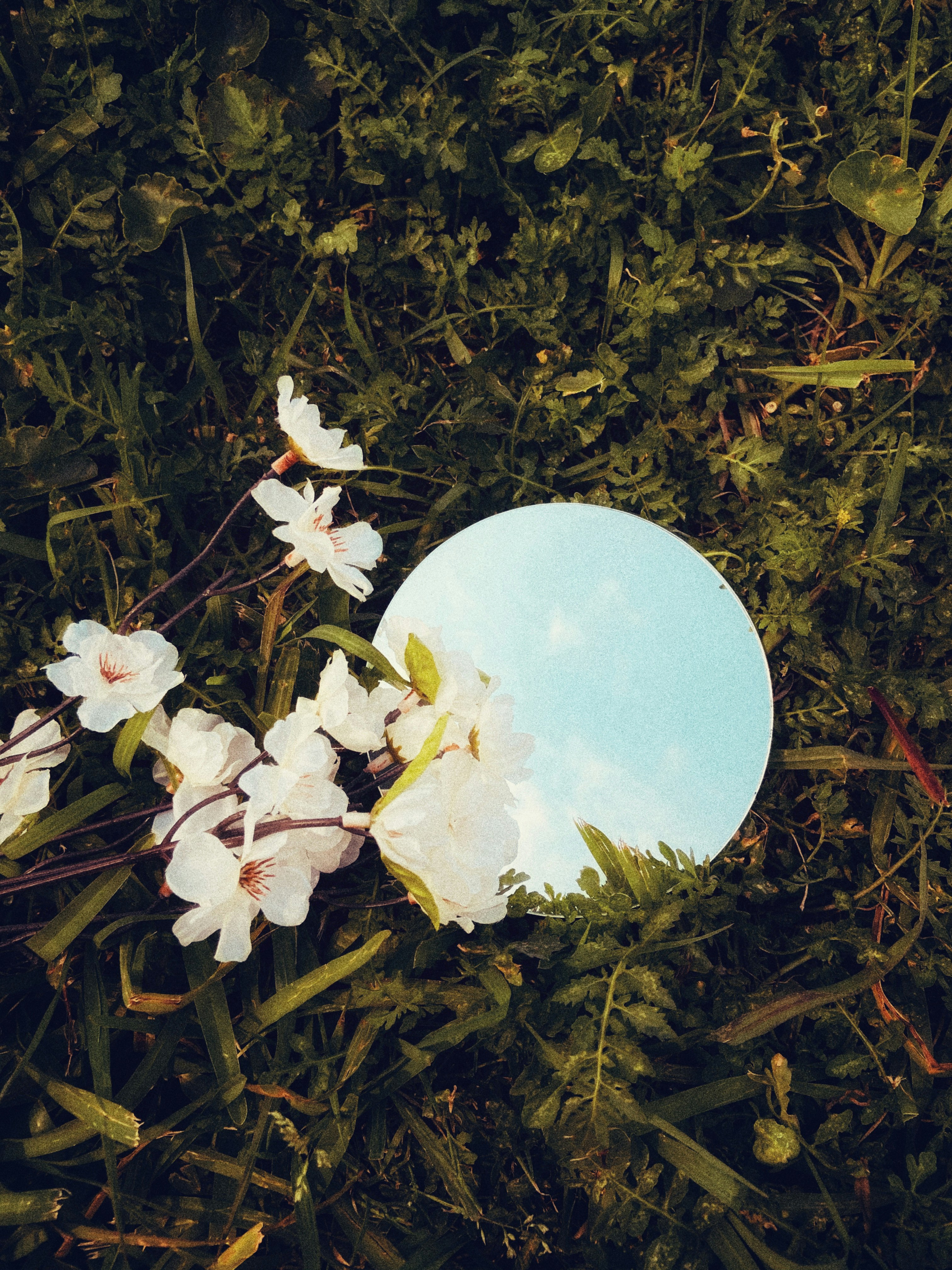 white flowers on green grass