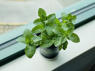 green mint in black pot