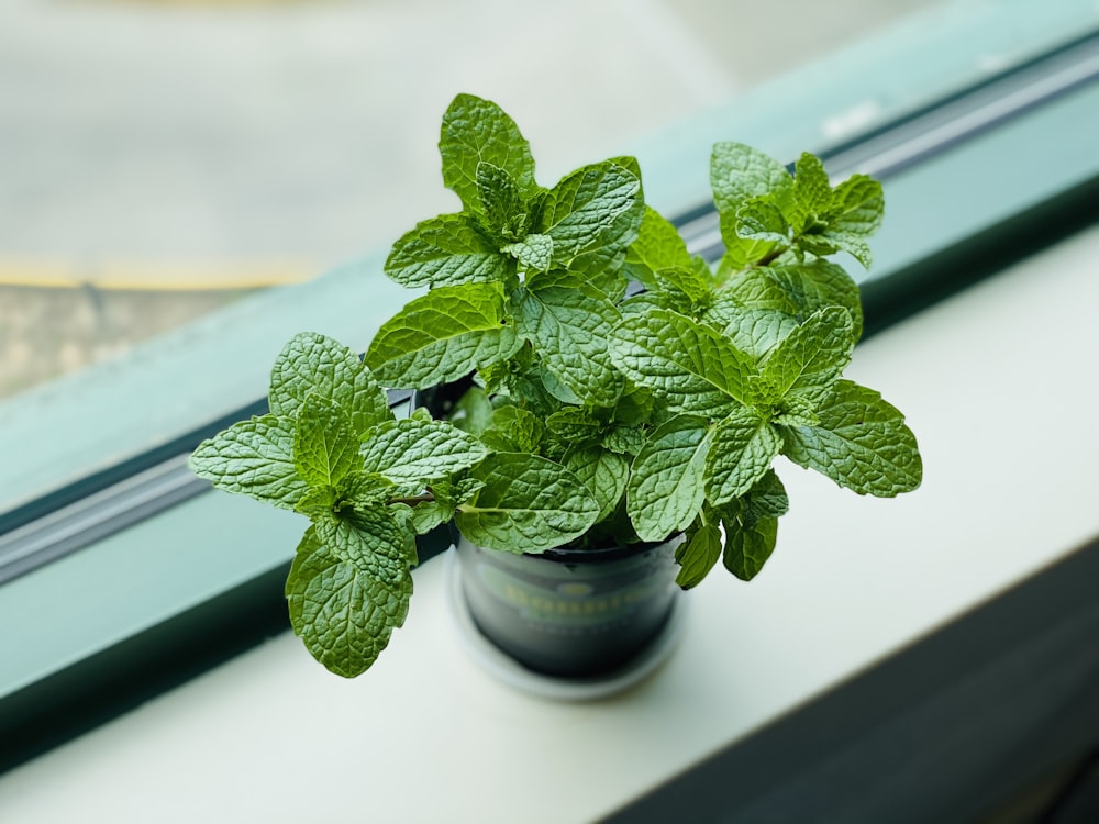 黒い鉢植えの緑の植物