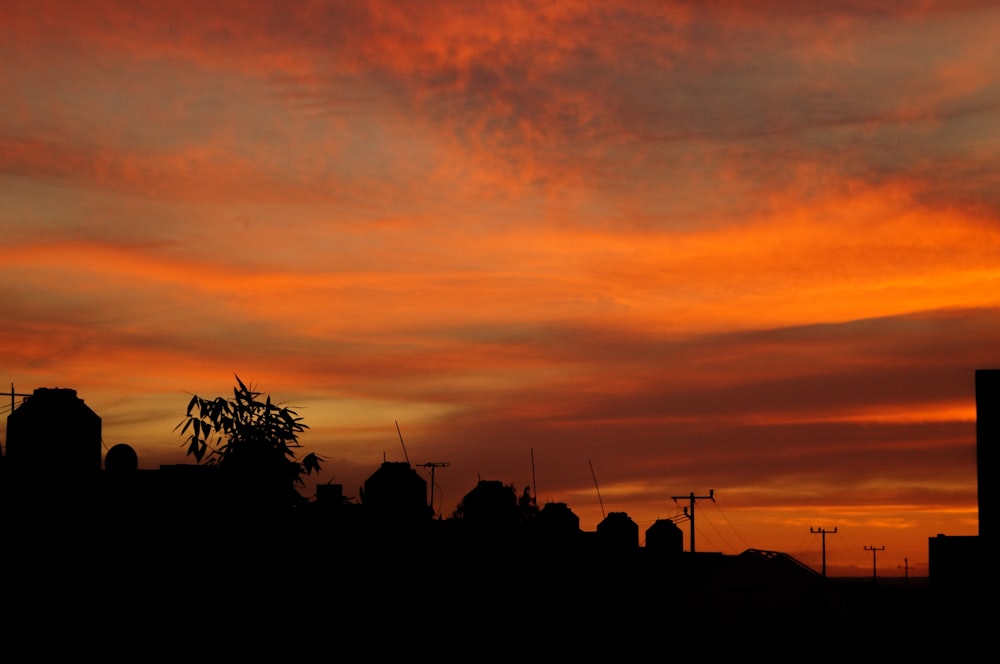 silhouette of trees during sunset