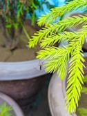 A bright green leafy branch with two mosquitoes perched on it, surrounded by large plant pots in the background.