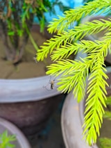 Close-up of a mosquito-deterrent system installed in a community garden with lush greenery.