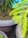 A bright green leafy branch with two mosquitoes perched on it, surrounded by large plant pots in the background.